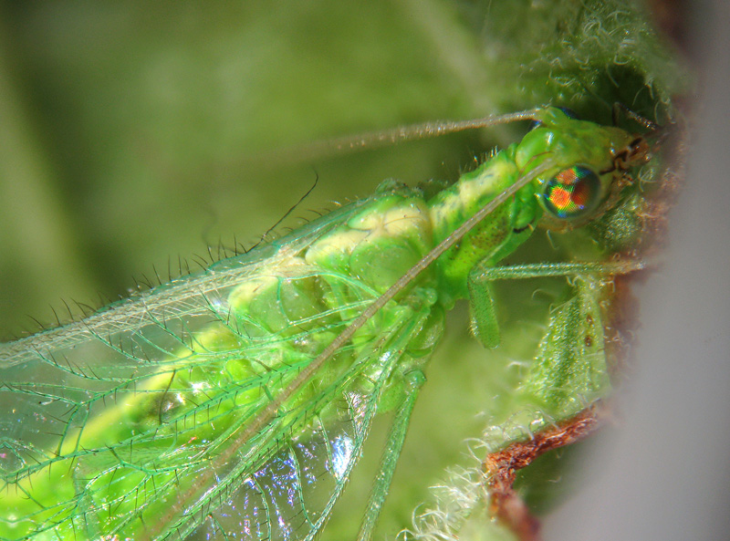 Chrysopa sp.